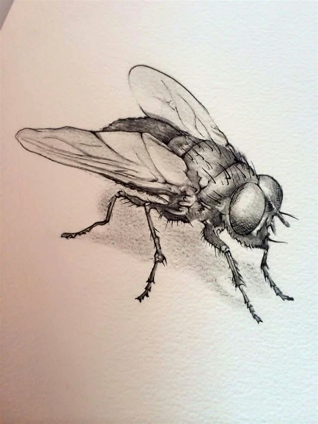Desenho a lápis de uma mosca.