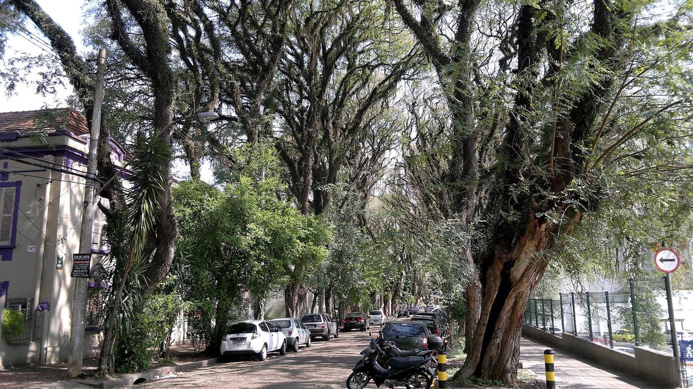 Rua Gonçalo de Carvalho em Porto Alegre, coberta por um túnel de árvores altas dos dois lados.