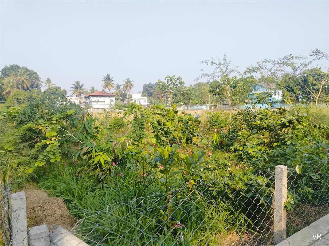 Minifloresta urbana plantada num terreno, com mato alto e árvores jovens.